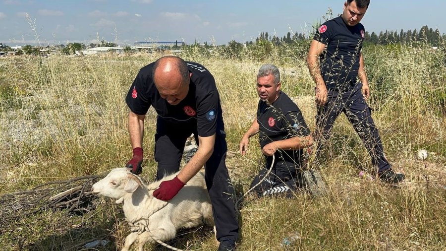Otlarken Kanalizasyon Çukuruna Düşen Oğlak, Çıkardığı Sesle Kurtuldu
