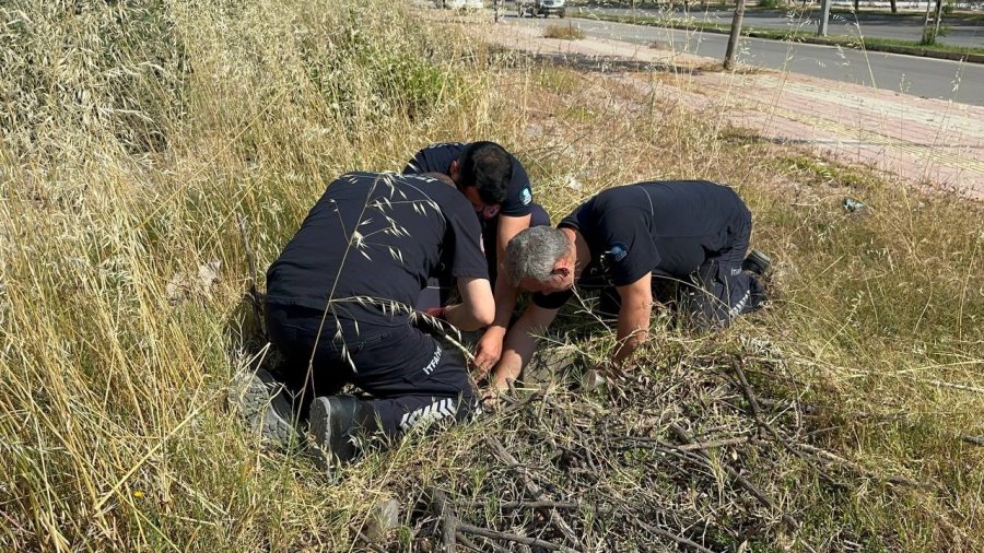 Otlarken Kanalizasyon Çukuruna Düşen Oğlak, Çıkardığı Sesle Kurtuldu