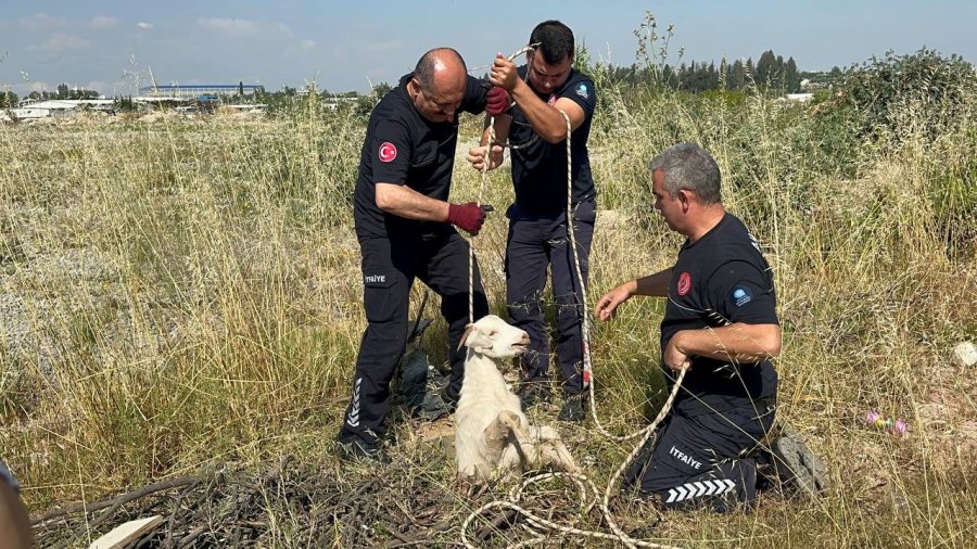 Otlarken Kanalizasyon Çukuruna Düşen Oğlak, Çıkardığı Sesle Kurtuldu