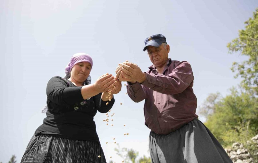 Atalık Tohumlar Toprakla Buluştu, Üreticiye Can Suyu Oldu