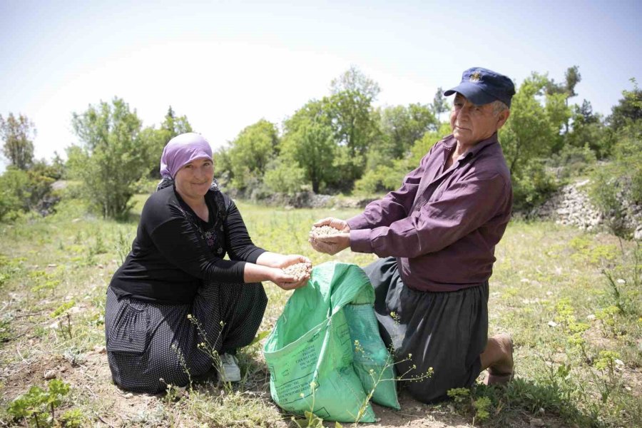 Atalık Tohumlar Toprakla Buluştu, Üreticiye Can Suyu Oldu