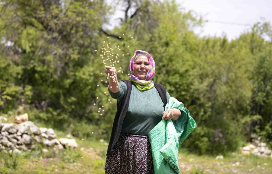 Atalık Tohumlar Toprakla Buluştu, Üreticiye Can Suyu Oldu