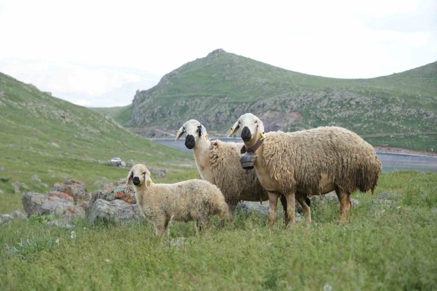 Niğde’de Küçükbaş Hayvancılığa Dev Destek