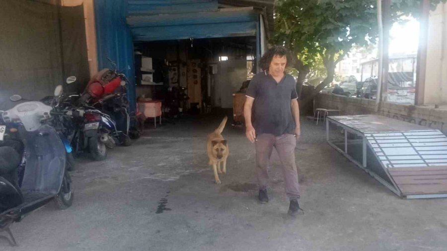 Gözleri Görmeyen Köpeğe 13 Yıldır Evladı Gibi Bakıyor