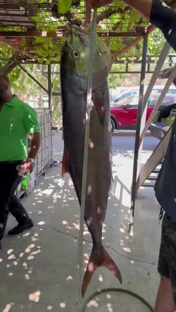 Konyaaltı Sahili’nde 56 Kilogramlık Kuzu Balığı Şaşkınlığı