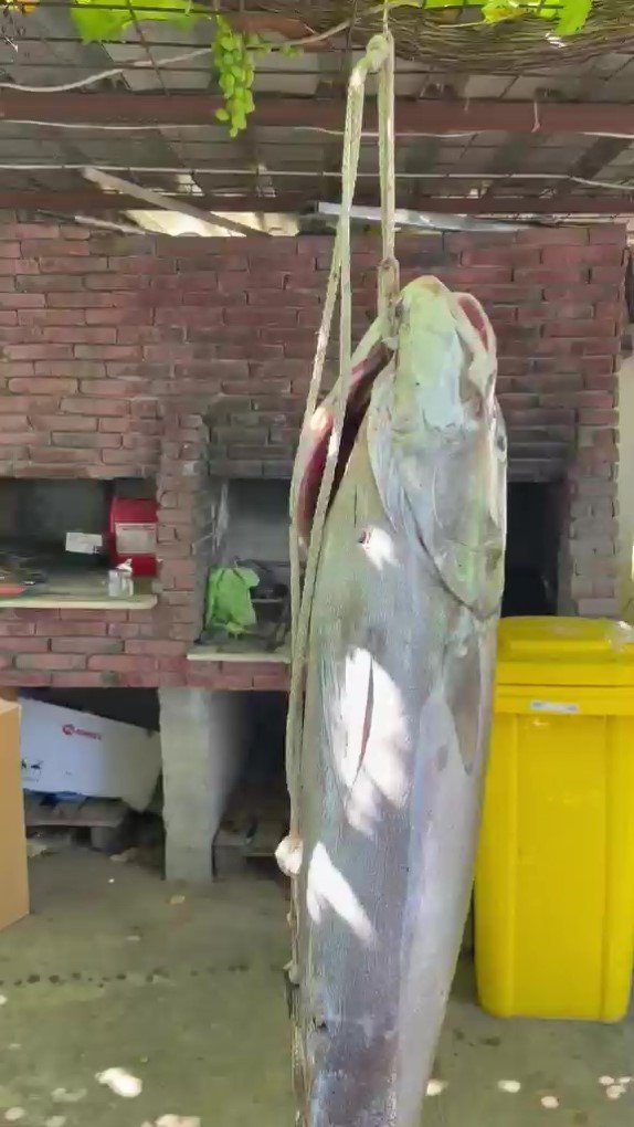 Konyaaltı Sahili’nde 56 Kilogramlık Kuzu Balığı Şaşkınlığı
