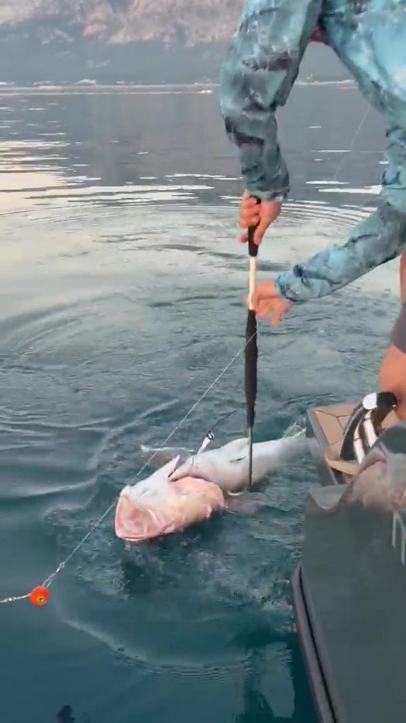 Konyaaltı Sahili’nde 56 Kilogramlık Kuzu Balığı Şaşkınlığı