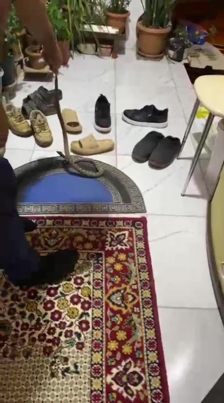 Evine Giren Yılanı "evime Gelme Bak, Kafanı Ezerim" Diyerek Doğaya Bıraktı