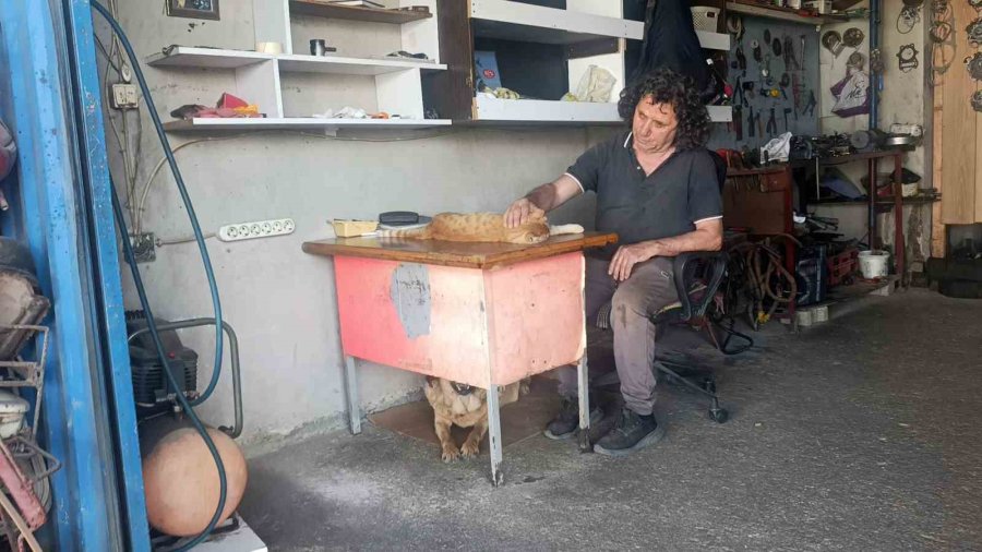 Gözleri Görmeyen Köpeğe 13 Yıldır Evladı Gibi Bakıyor