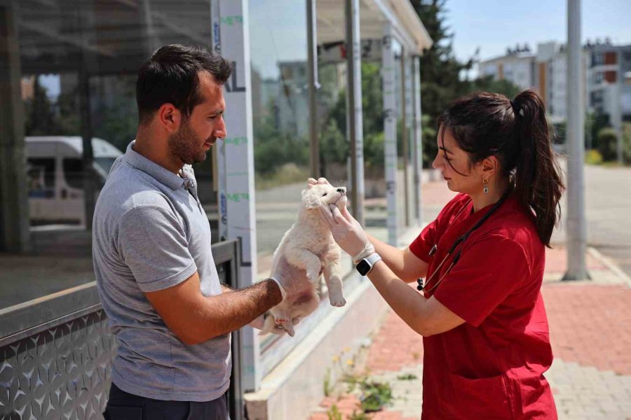 Büyükşehir’in Hayvan Ambulansı Can Dostların İmdadına Yetişiyor
