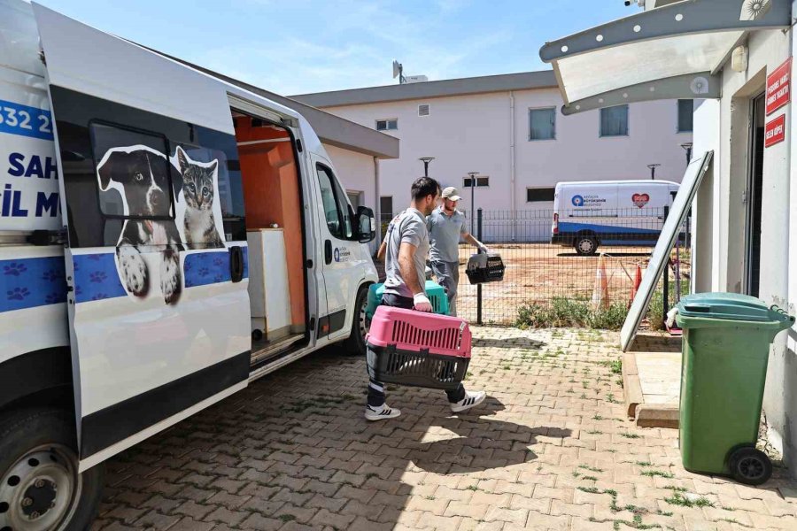 Büyükşehir’in Hayvan Ambulansı Can Dostların İmdadına Yetişiyor