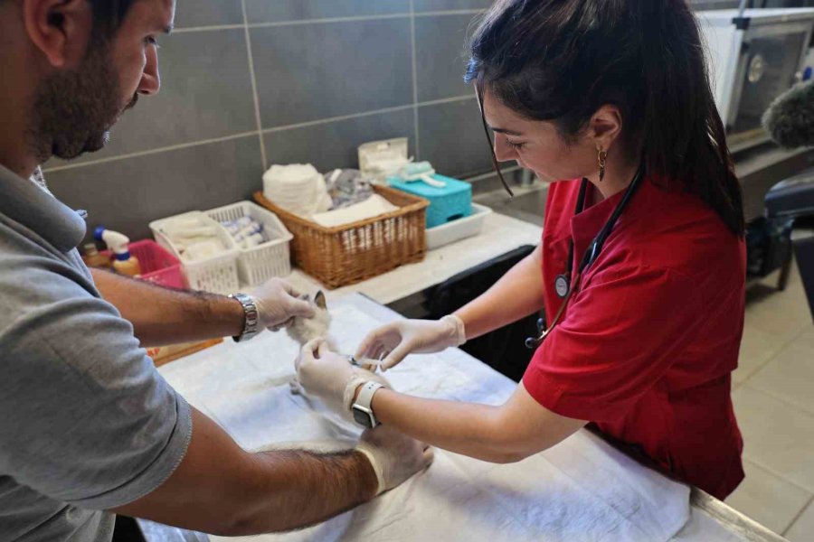 Büyükşehir’in Hayvan Ambulansı Can Dostların İmdadına Yetişiyor