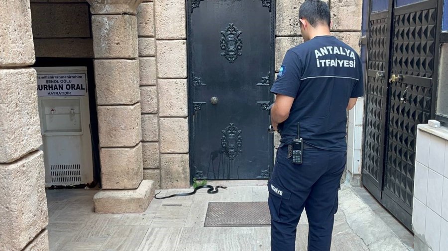 Namaza Gelen Cemaat Karşılaştıkları Yılanı Önce Oyuncak Sandı, Hareket ...