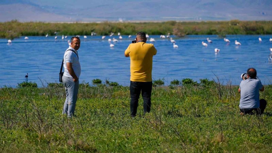 Kuş Cenneti Akgöl Eski Günlerine Döndü: "allı Turnalar" Görsel Şölen Sunuyor