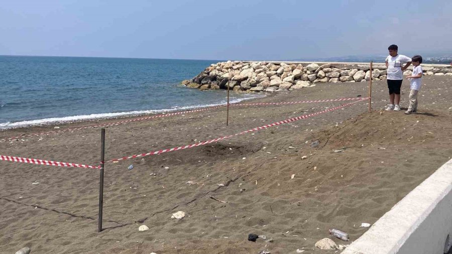 Koruma Alanı Dışına Yuva Yapan Caretta Caretta İçin Şeritli Tedbir