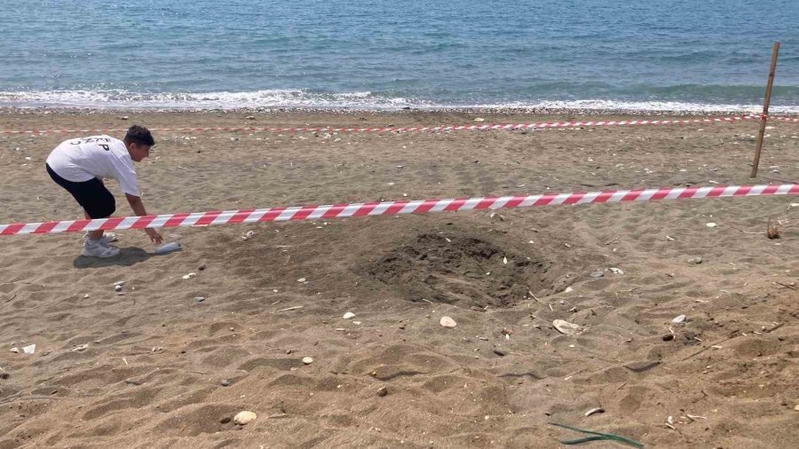 Koruma Alanı Dışına Yuva Yapan Caretta Caretta İçin Şeritli Tedbir