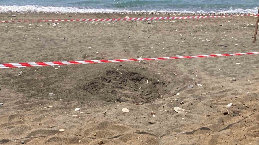 Koruma Alanı Dışına Yuva Yapan Caretta Caretta İçin Şeritli Tedbir