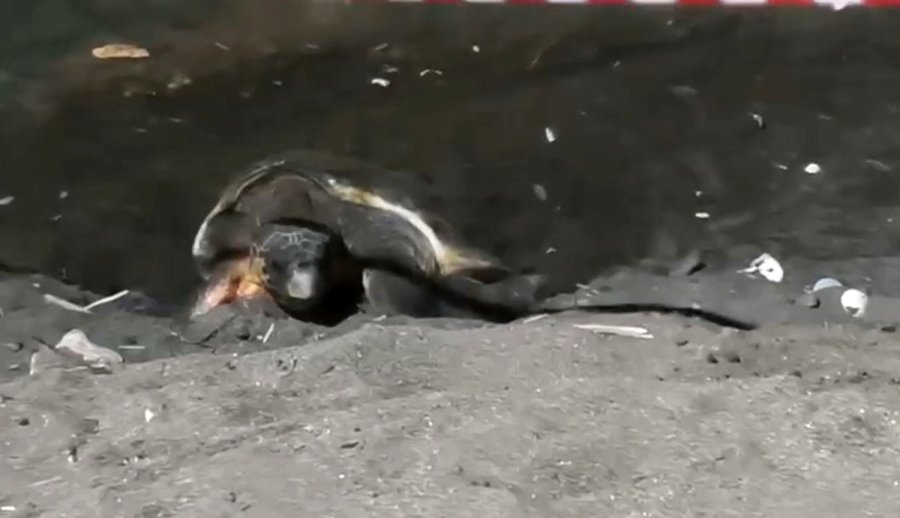 Koruma Alanı Dışına Yuva Yapan Caretta Caretta İçin Şeritli Tedbir