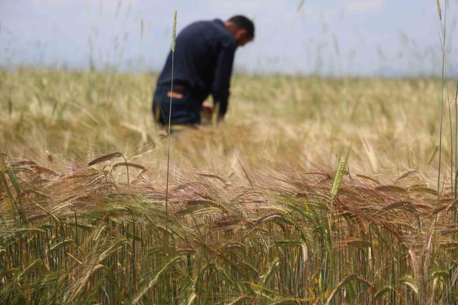 Konya Ovasında Buğday Rekoltesinde Beklenti 2 Milyon 200 Bin Ton