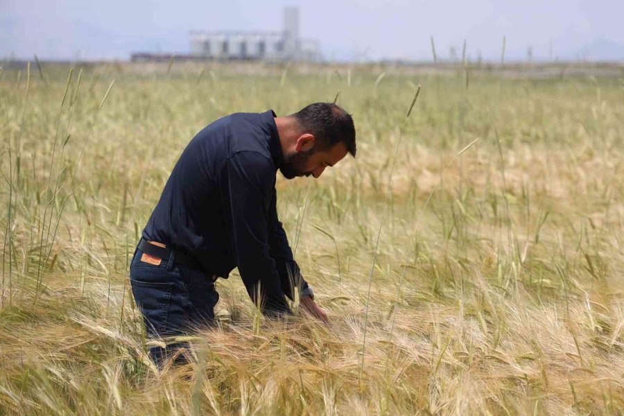 Konya Ovasında Buğday Rekoltesinde Beklenti 2 Milyon 200 Bin Ton