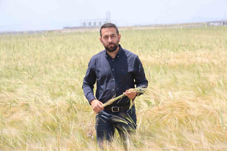 Konya Ovasında Buğday Rekoltesinde Beklenti 2 Milyon 200 Bin Ton