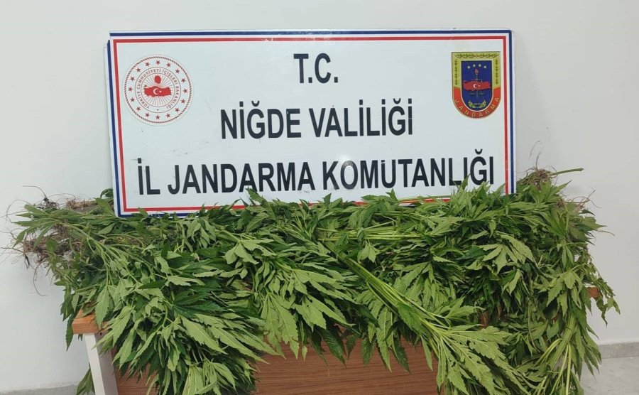 Tarlada Ve Evde Arama Yapıldı, Uyuşturucu Madde Ele Geçirildi