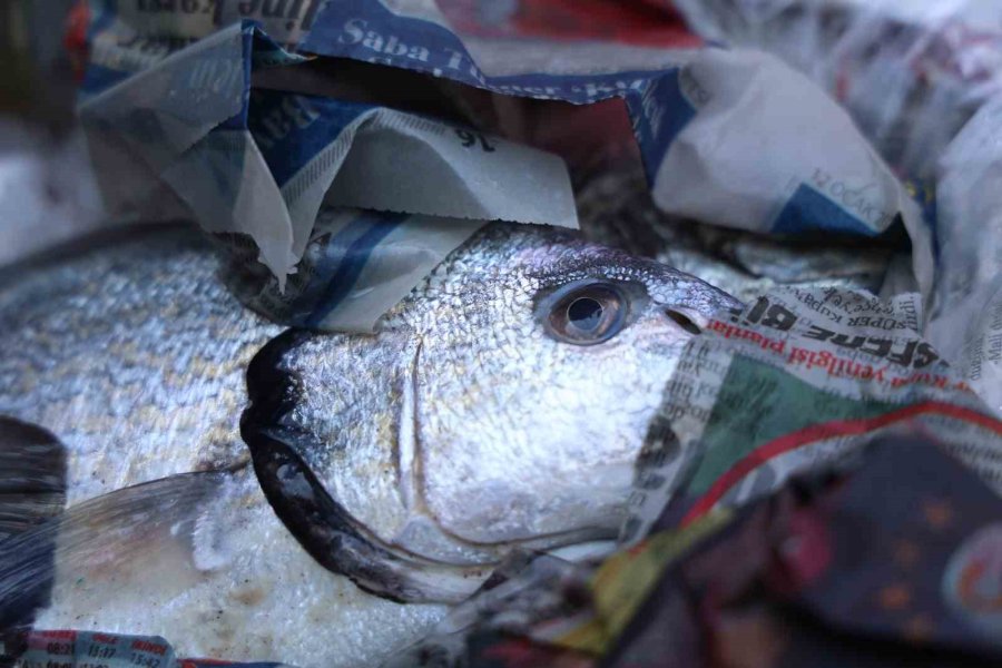 Antalya Otogarı’nda Balık Operasyonu: 260 Kilo Ele Geçirildi