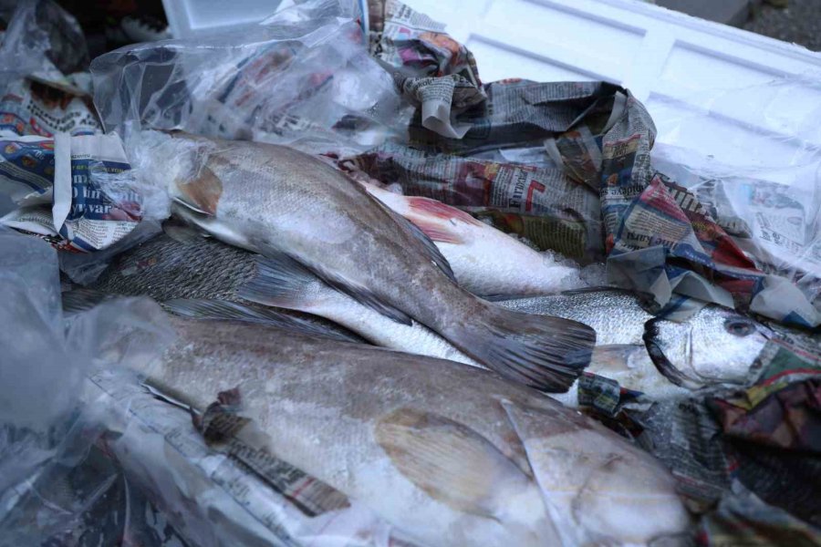 Antalya Otogarı’nda Balık Operasyonu: 260 Kilo Ele Geçirildi