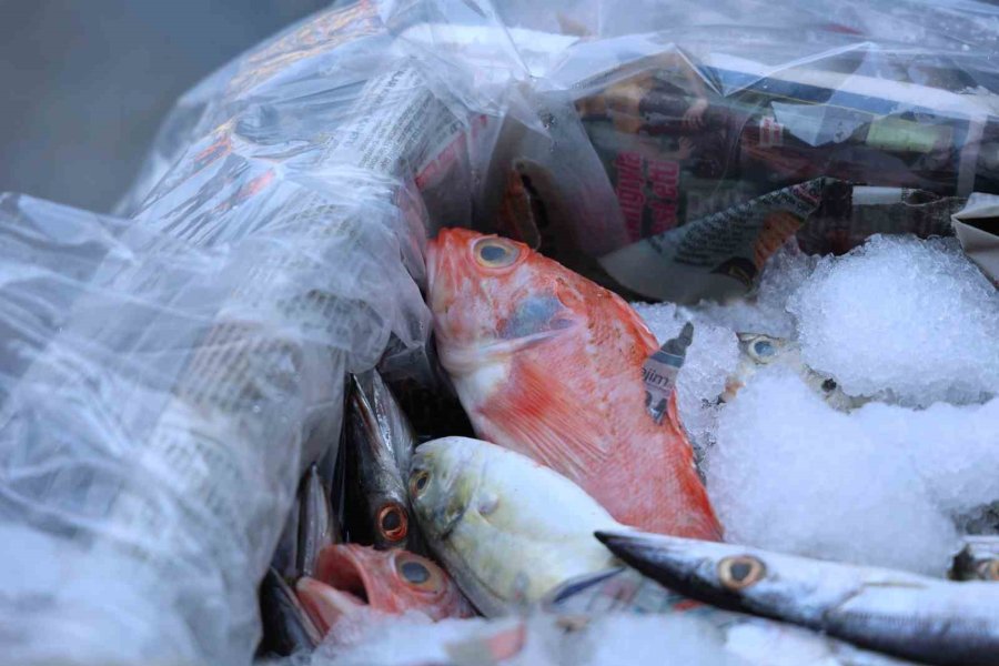 Antalya Otogarı’nda Balık Operasyonu: 260 Kilo Ele Geçirildi