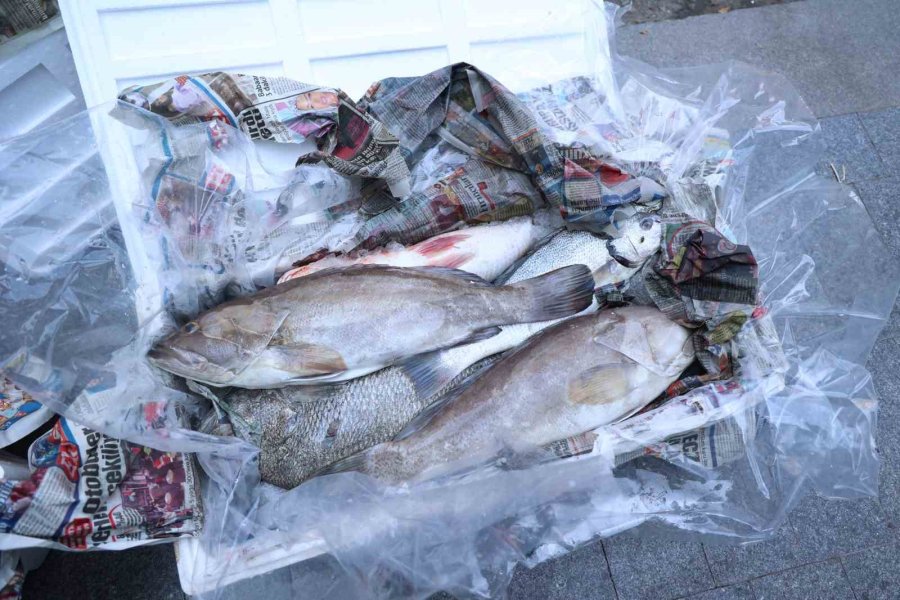 Antalya Otogarı’nda Balık Operasyonu: 260 Kilo Ele Geçirildi