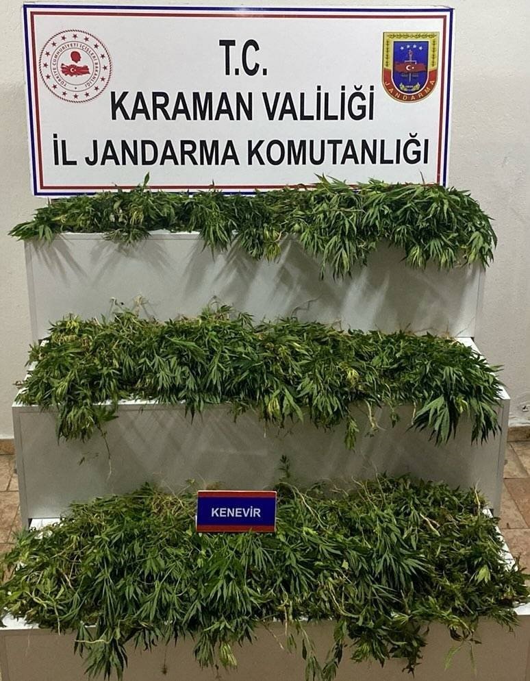 Karaman’da 2 Bin 802 Kök Kenevir Ele Geçirildi