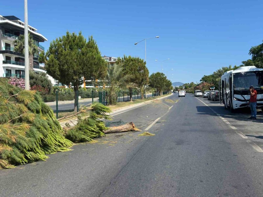 Alanya’da Alkollü Sürücünün Kullandığı Midibüs Refüjü Aşıp Karşı Şeride Geçti