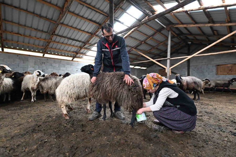 Mersin’de Bir Koyun Alamayan Aile Sürü Sahibi Oldu