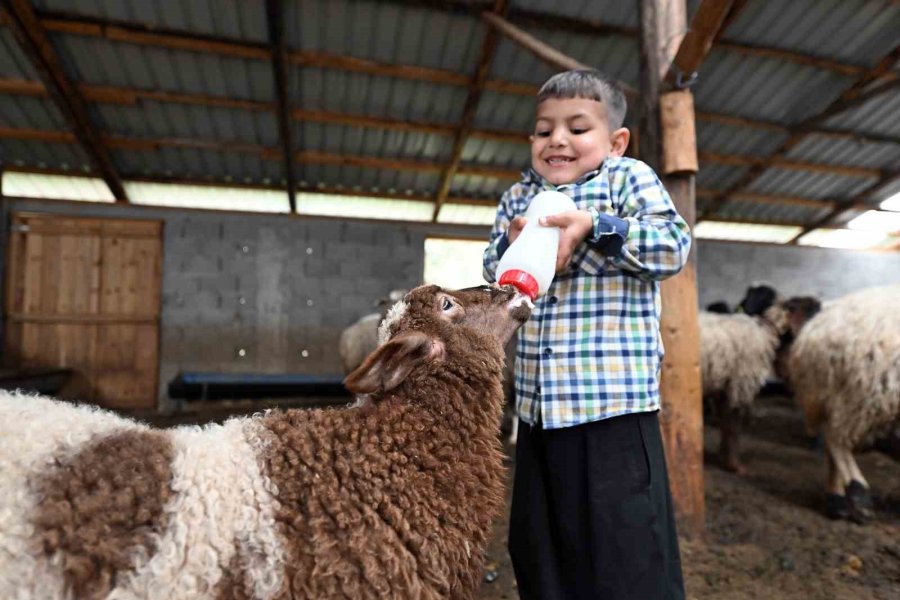 Mersin’de Bir Koyun Alamayan Aile Sürü Sahibi Oldu