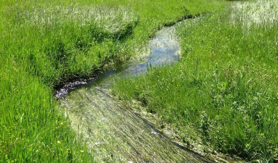 Bahar Yeni Geldi, Kıvrım Kıvrım Menderesler Akmaya Başladı: Eğriçayır’ı Çiçekler Kapladı