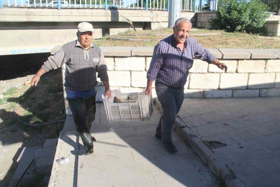 Beyşehir Gölü’nde Yeni Av Sezonu Açıldı, İlk Balıklar Tezgahlara Ulaştı