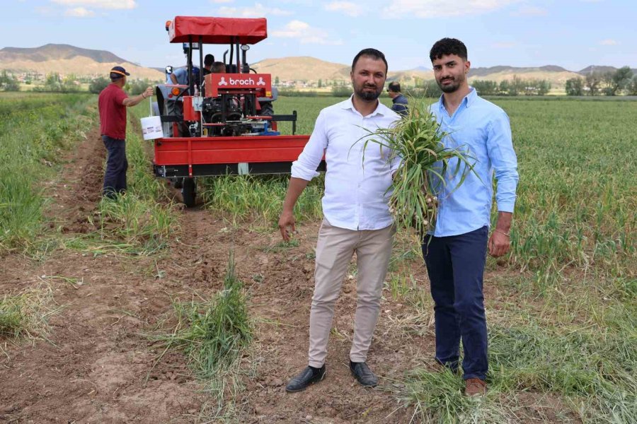 İspanyollar Organik Sarımsağını Aksaray’da Üretecek
