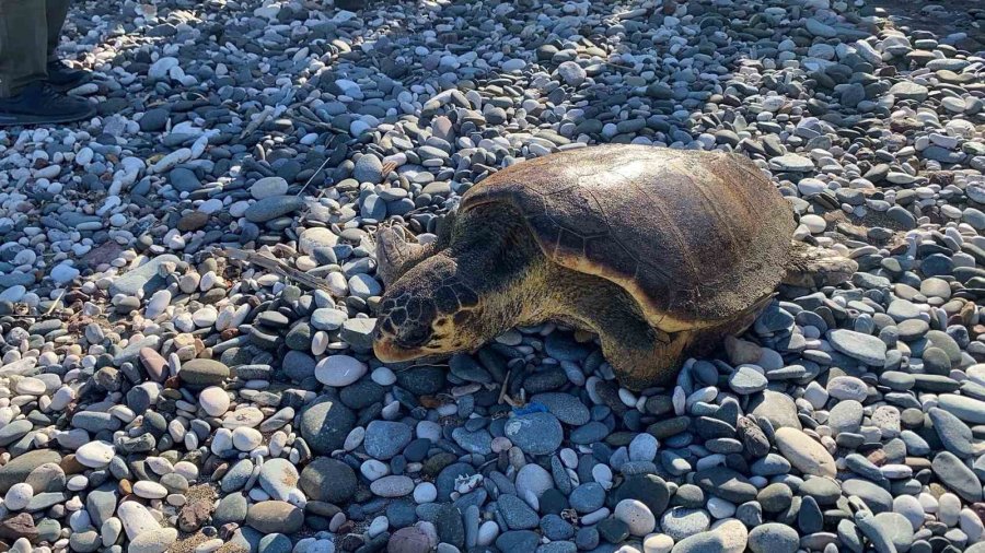 Tedavisi Tamamlanan 3 Deniz Kaplumbağası Yeniden Denizle Buluştu