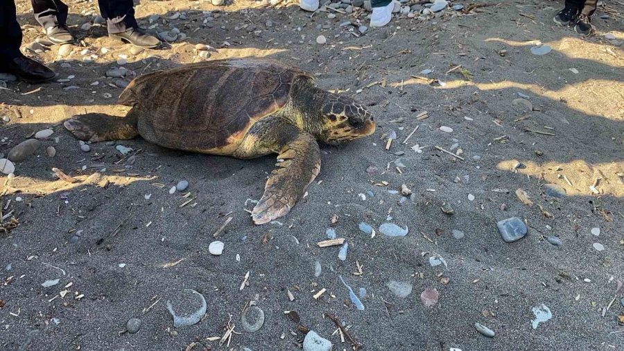 Tedavisi Tamamlanan 3 Deniz Kaplumbağası Yeniden Denizle Buluştu