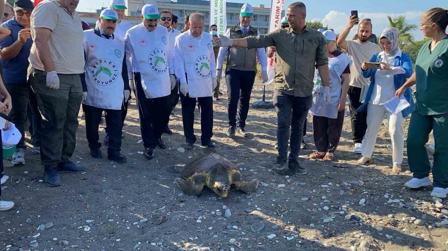 Tedavisi Tamamlanan 3 Deniz Kaplumbağası Yeniden Denizle Buluştu
