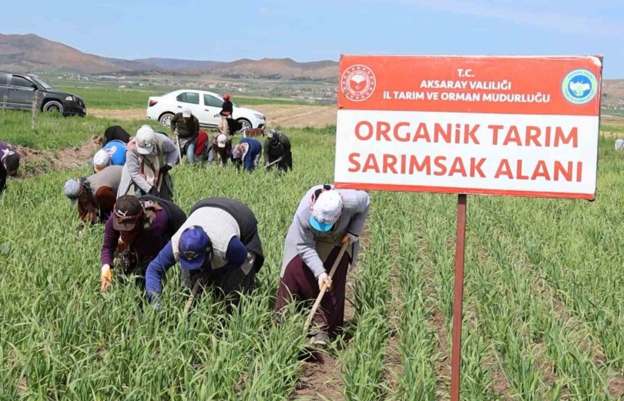 İspanyollar Organik Sarımsağını Aksaray’da Üretecek