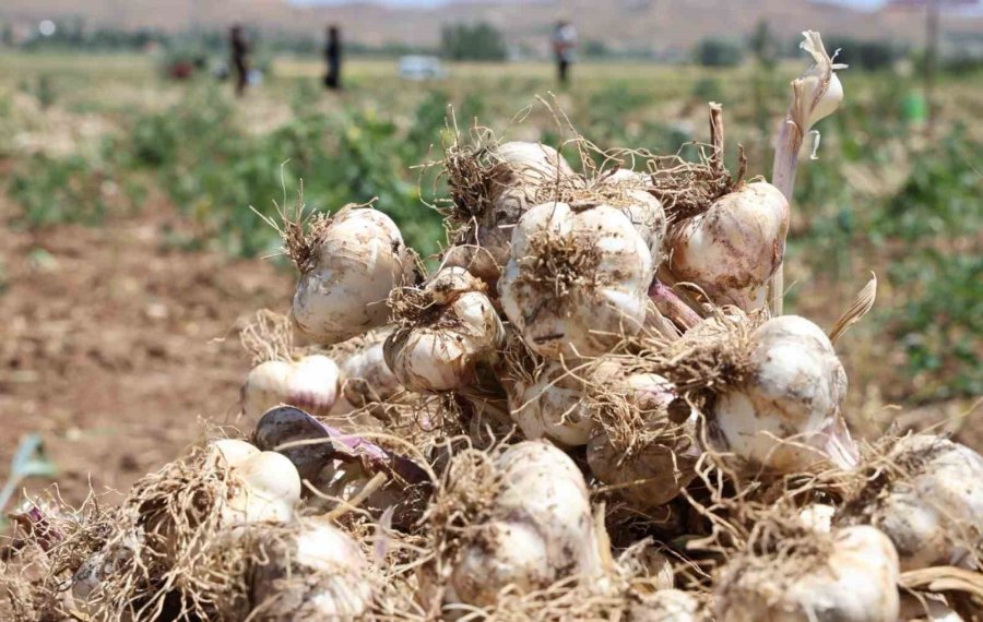 İspanyollar Organik Sarımsağını Aksaray’da Üretecek