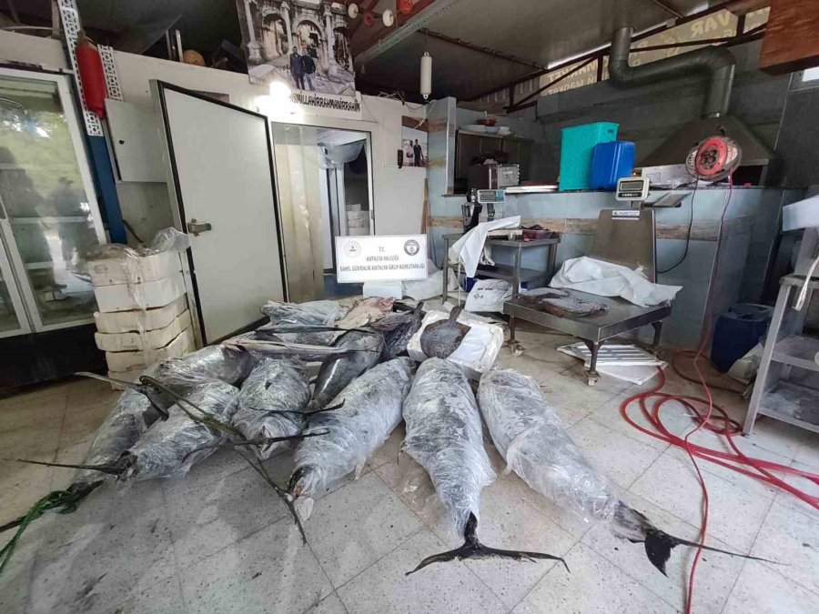 Antalya’da Avlanması Ve Satışı Yasak Olan 603 Kilogram Balığa El Konuldu