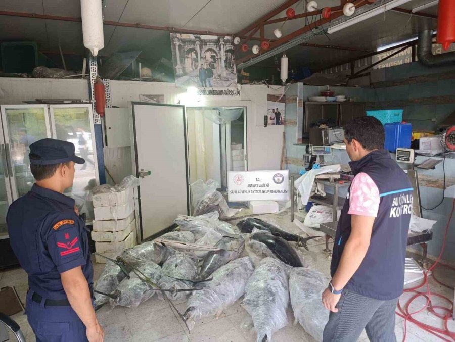 Antalya’da Avlanması Ve Satışı Yasak Olan 603 Kilogram Balığa El Konuldu