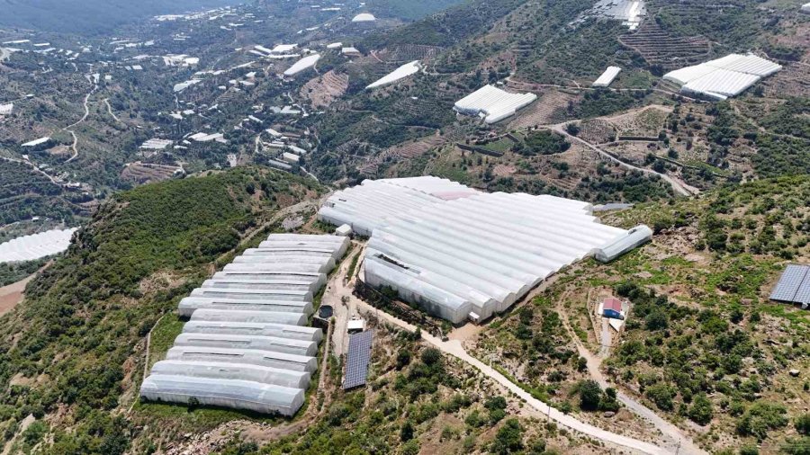 Muzda Sera Ve Pazar Arasındaki Makas 70-80 Liralara Yükseldi