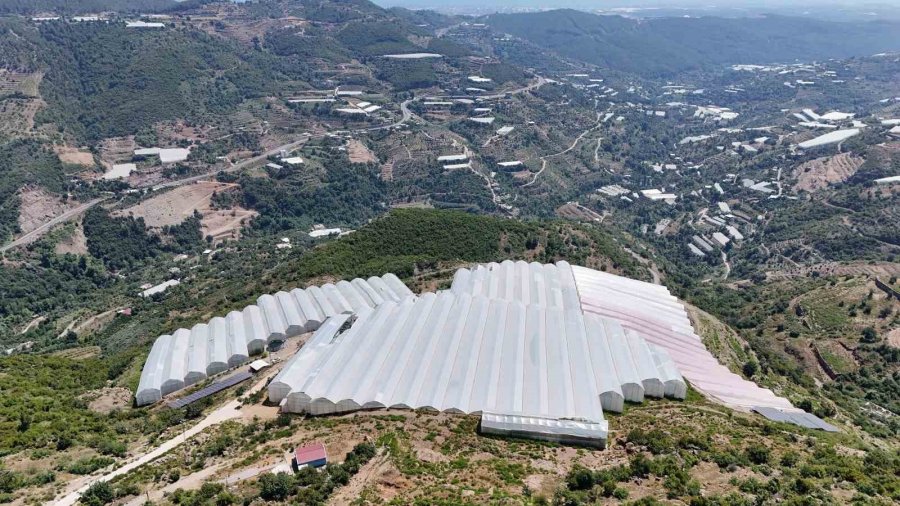 Muzda Sera Ve Pazar Arasındaki Makas 70-80 Liralara Yükseldi