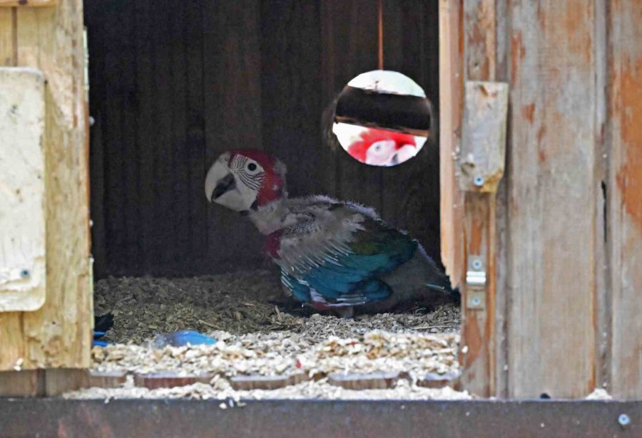 Doğal Yaşam Parkı Yeni Yavrularla Şenlendi