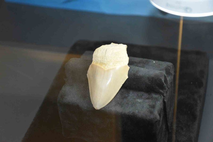 Mut’ta Doğa Müzesi Açıldı