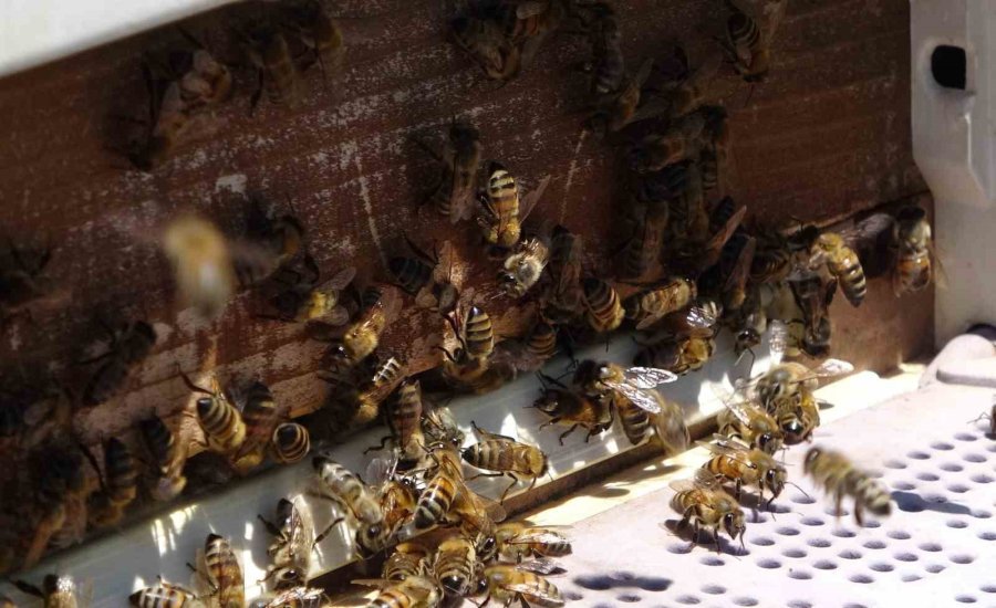 Toroslarda Bahar: 2 Bin 400 Rakıma Taşınan Arılar Mesaiye Başladı