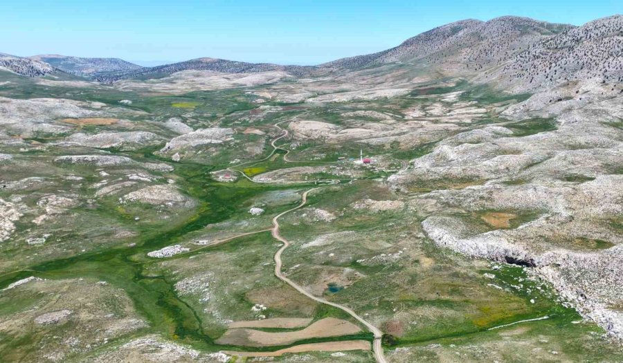 Toroslarda Bahar: 2 Bin 400 Rakıma Taşınan Arılar Mesaiye Başladı